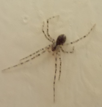 Nesticus sp.